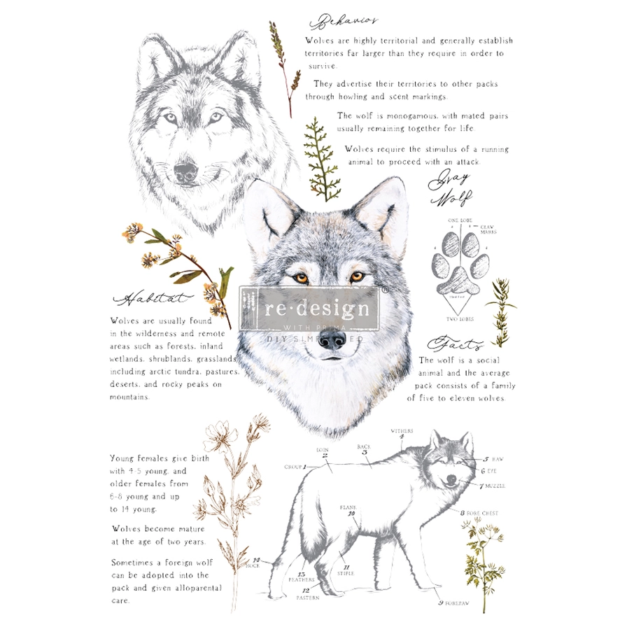 Siirtokuva Gray Wolf